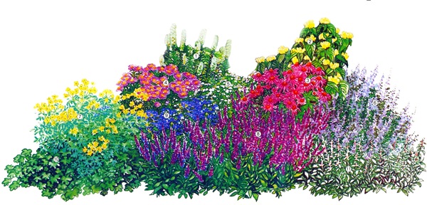 Belles fleurs pour un lit de fleurs