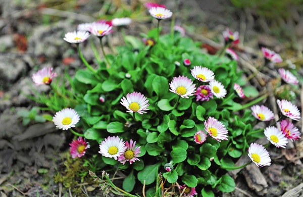 Belles fleurs pour un lit de fleurs