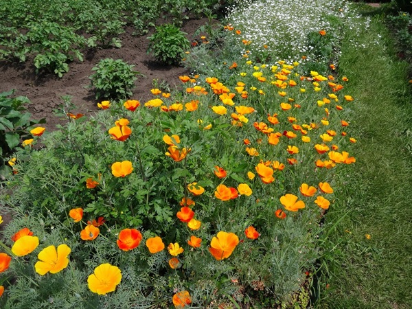 Belles fleurs pour un lit de fleurs