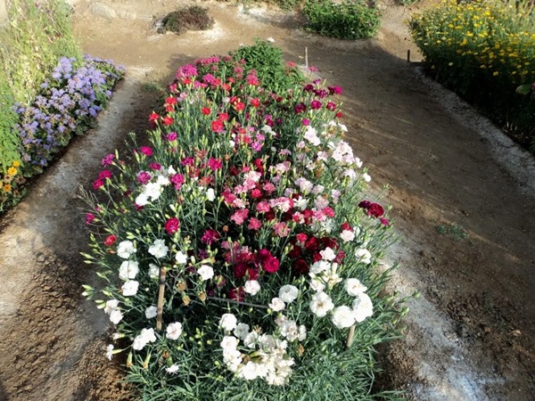 Belles fleurs pour un lit de fleurs