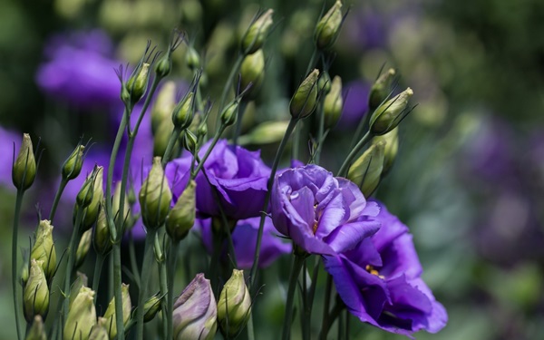 Belles fleurs pour un lit de fleurs