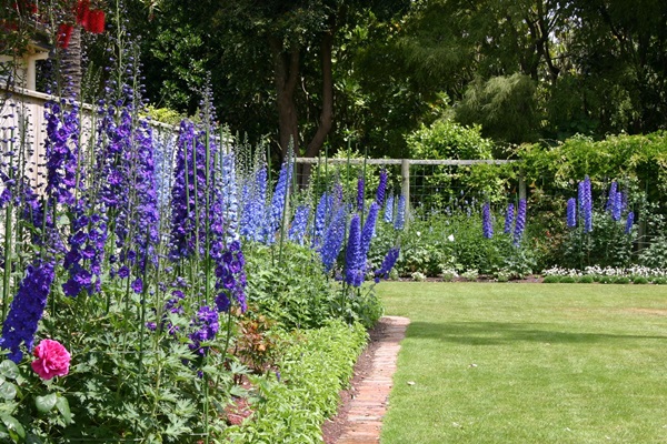 Belles fleurs pour un lit de fleurs