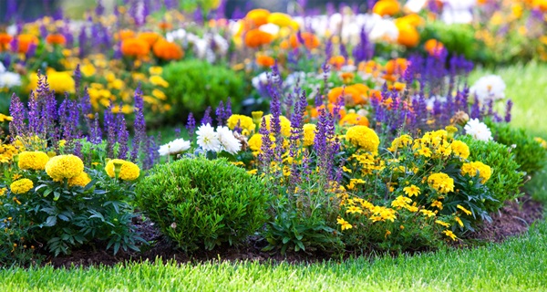 Belles fleurs pour un lit de fleurs