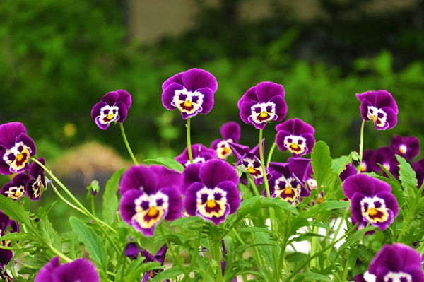 Belles fleurs pour un lit de fleurs