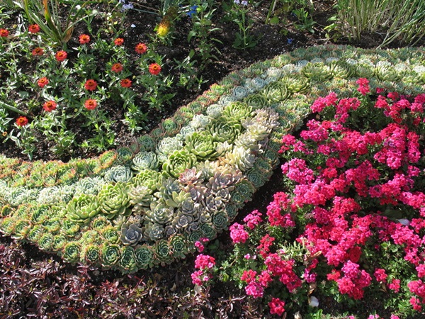Belles fleurs pour un lit de fleurs