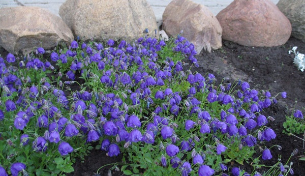 Belles fleurs pour un lit de fleurs