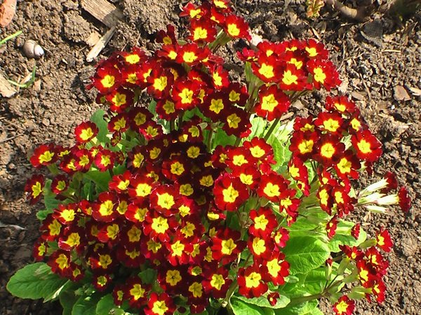 Belles fleurs pour un lit de fleurs