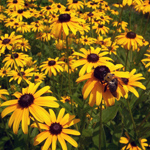 Fleurs-vivaces