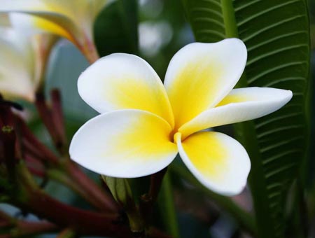 Flower Plumeria - l'odeur magique dans votre maison