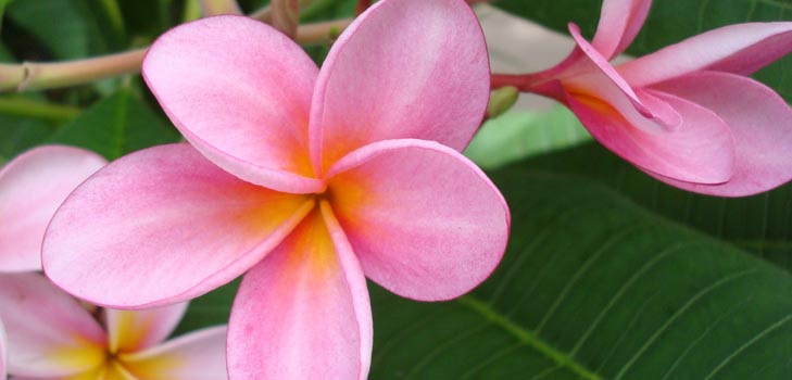 Flower Plumeria - l'odeur magique dans votre maison