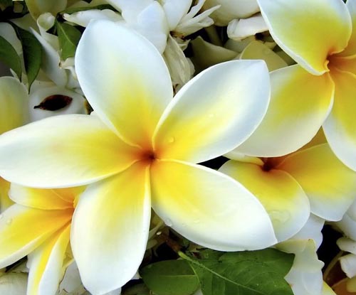 Flower Plumeria - l'odeur magique dans votre maison