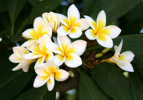 Flower Plumeria - l'odeur magique dans votre maison