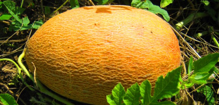 Plantation et soin des melons en pleine terre dans la zone médiane de la Russie
