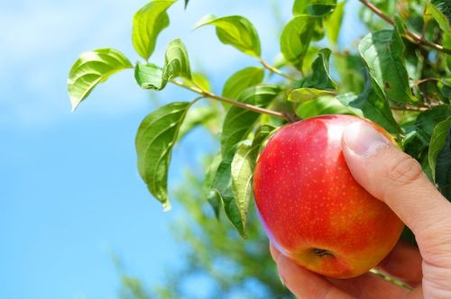 Comment garder les pommes en hiver à la maison