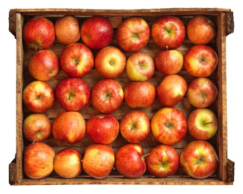 Comment garder les pommes en hiver à la maison