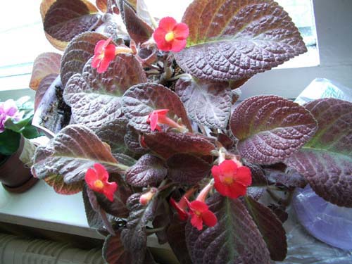 Variété d'essais