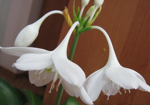 deux fleurs d'eucharis