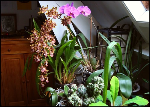 Phalaenopsis: floraison