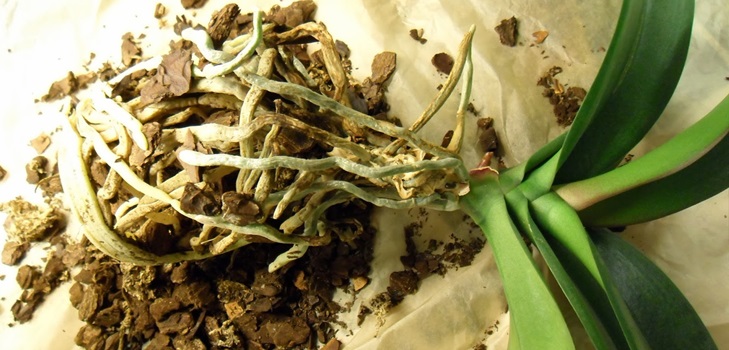 Transplantation de phalaenopsis