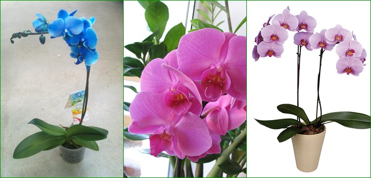 Phalaenopsis