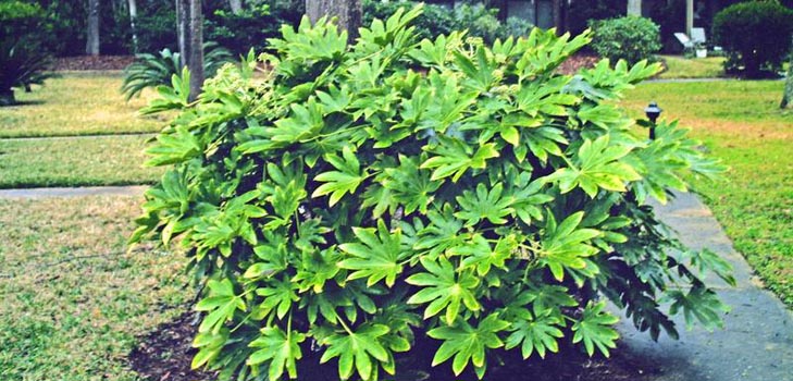 prendre soin de la fatsia à la maison
