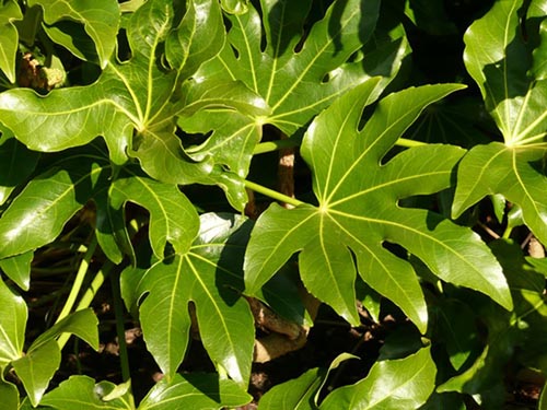 Différents types de fatsia
