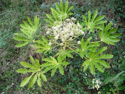 Fatsia dans des conditions de température confortables