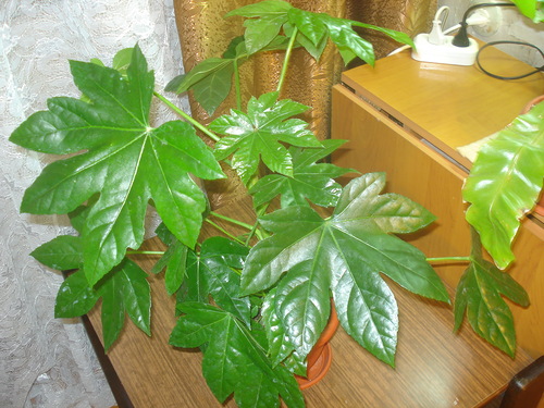 Fatsia par la fenêtre ouest