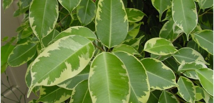 salle ficus