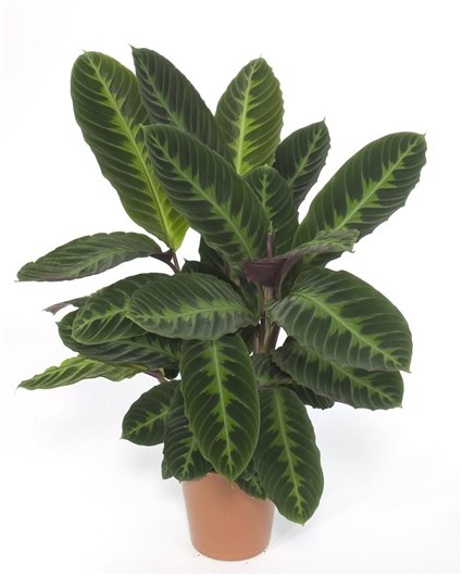 baignoire avec ficus