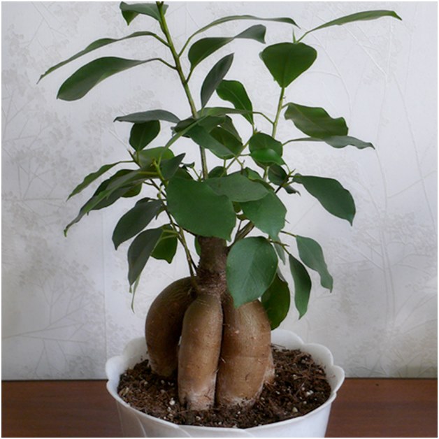 Ficus avant la transplantation