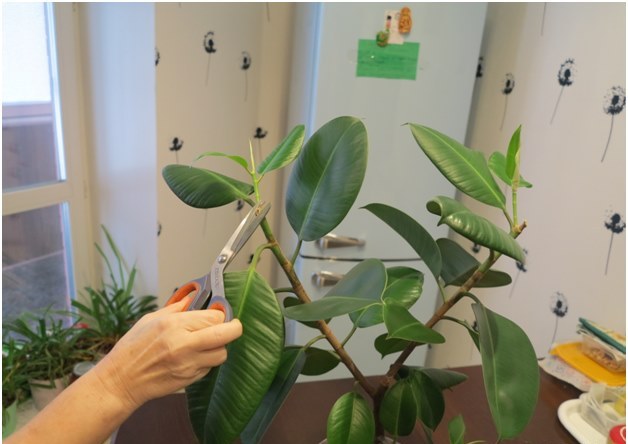 coupe de ficus