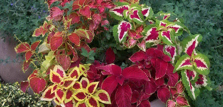 Fittonia: soin