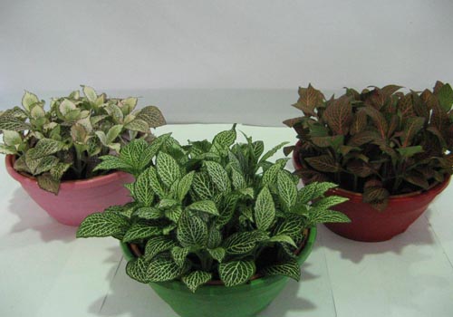 Fittonia: soin