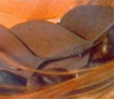 feuilles d'eucalyptus