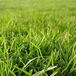 Herbe de la pelouse Herbe de la pelouse
