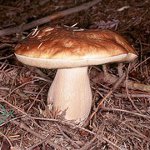 Où cueillir des champignons