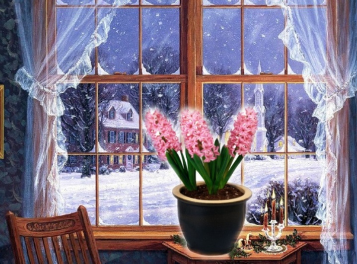 Jacinthe à la maison