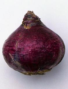 Jacinthe à la maison