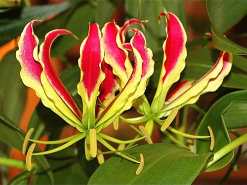 Caractéristiques de la plantation "lis de flamme"