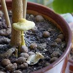 Champignons dans le pays: comment grandir