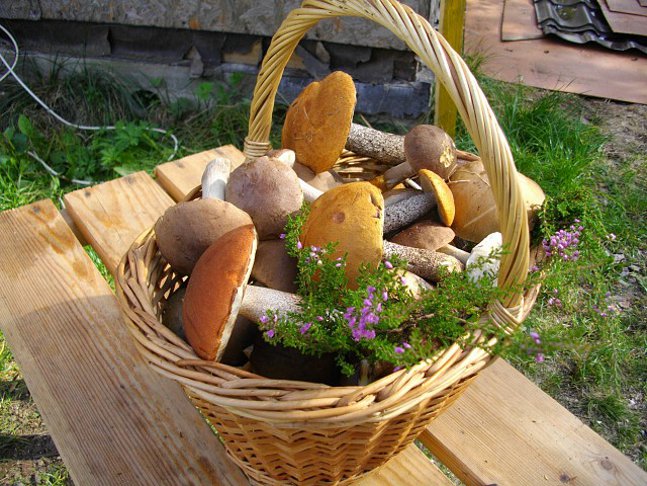 Champignons dans le pays: comment grandir