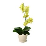 Sol pour les orchidées Sol pour les orchidées