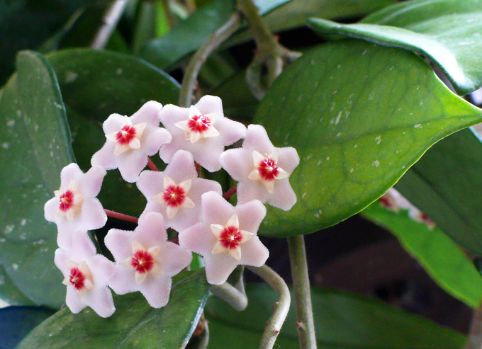 Hoya: Caractéristiques des soins