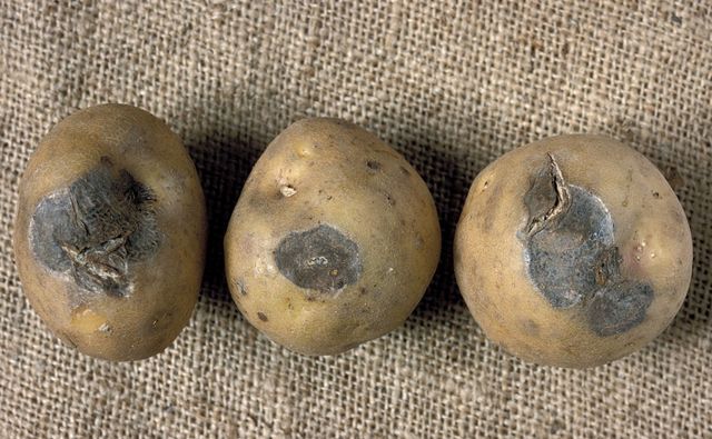 Comment conserver les pommes de terre en hiver