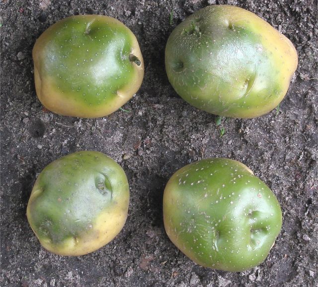 Comment conserver les pommes de terre en hiver