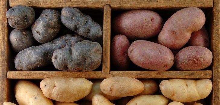 Comment conserver les pommes de terre en hiver