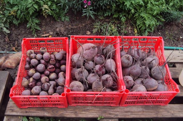 Stockage de betteraves pour l'hiver