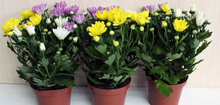 Chrysanthèmes à domicile: soin et entretien Chrysanthèmes à domicile: soin et entretien