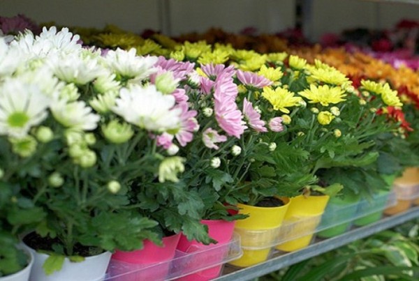 Chrysanthèmes à domicile: soin et entretien Chrysanthèmes à domicile: soin et entretien